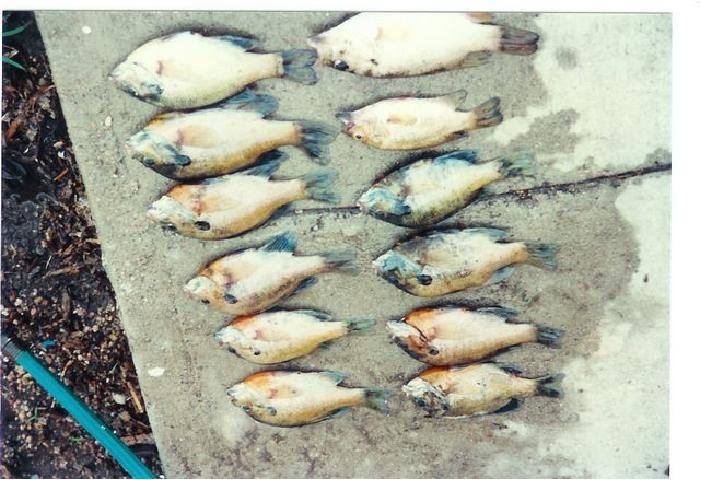 click to see full size