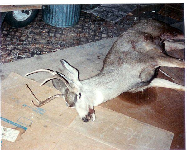 click to see full size