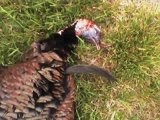 click to see full size