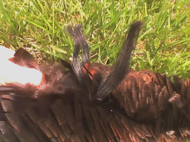 click to see full size