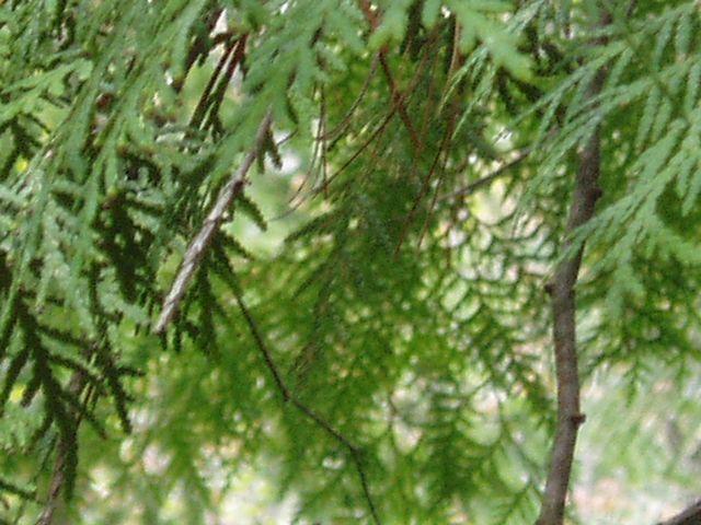 click to see full size